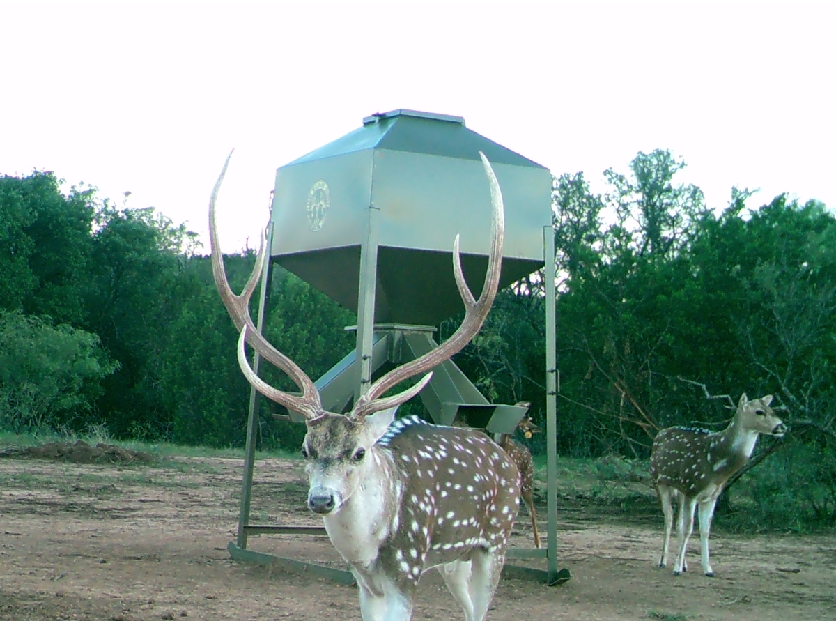 Conflicts Texas Axis Deer Trapping